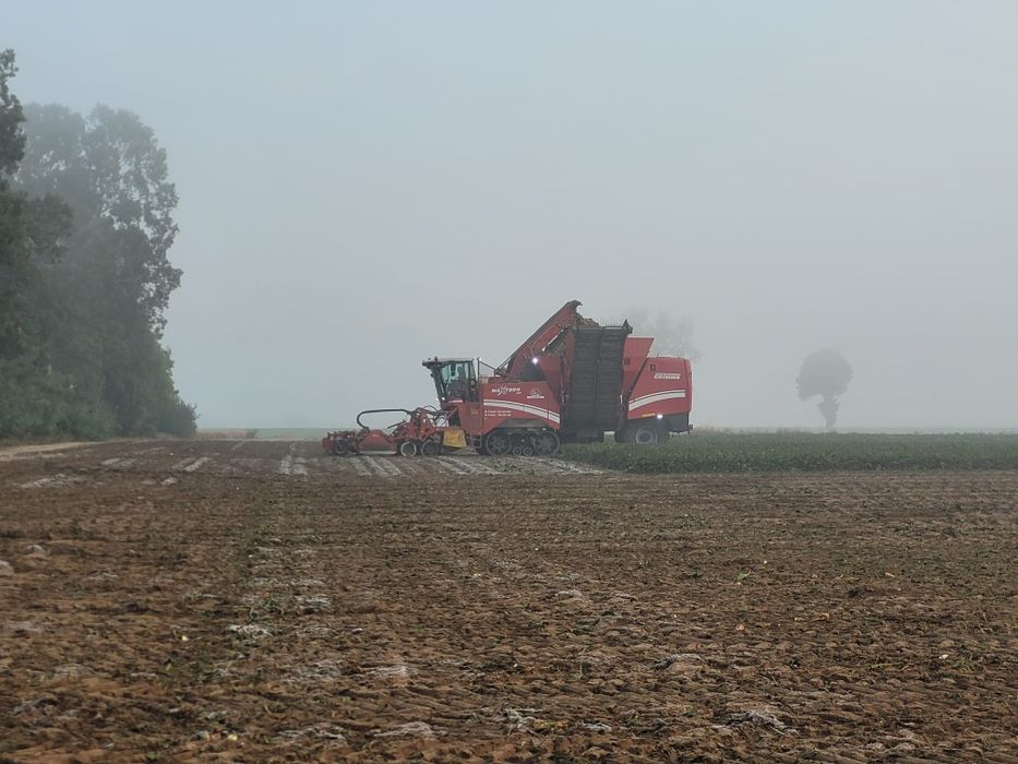 Usługa kopania buraków,zbiór buraków cukrowych,cykorii.