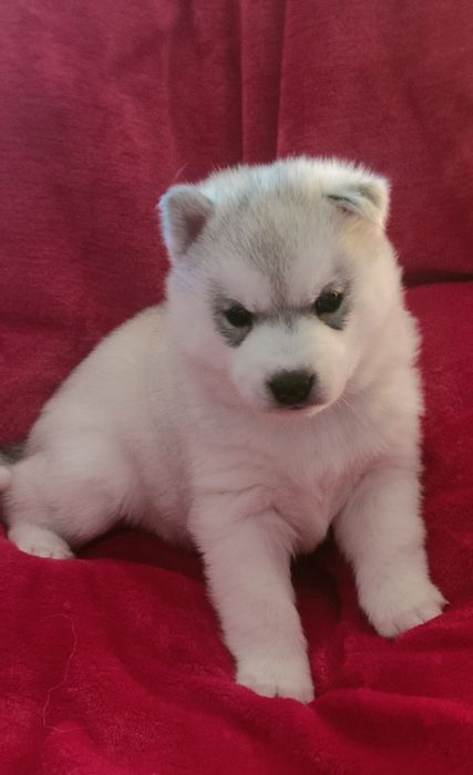 Szczenięta siberian husky najwyższej klasy ZKwP FCI