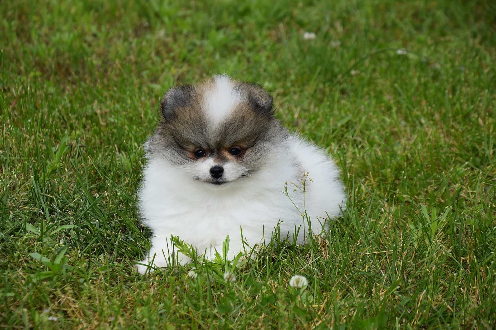 Nefryt - piesek Pomeranian parti color