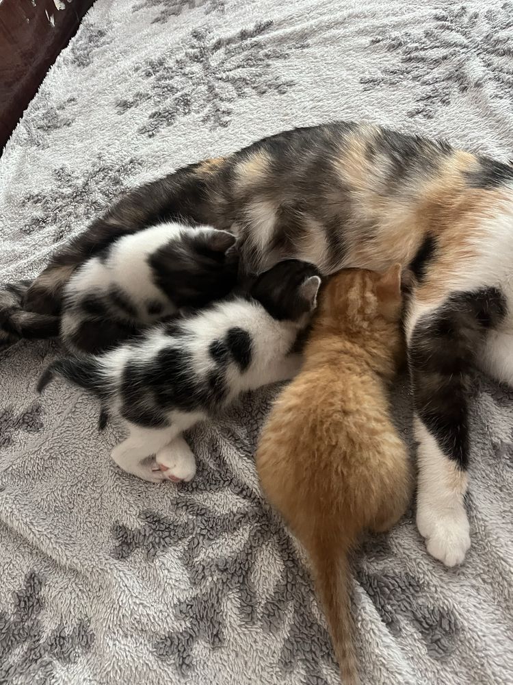 кошенята в хороші руки
