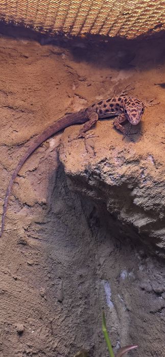 Anolis sabanus samiec