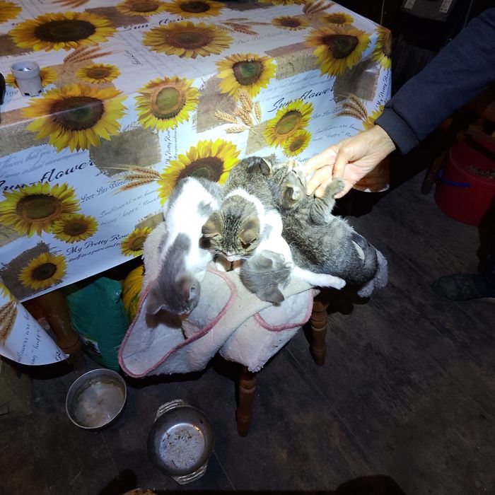 Отдам в добрые руки