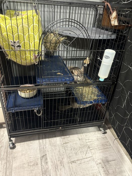 Szynszyle dwie samiczki