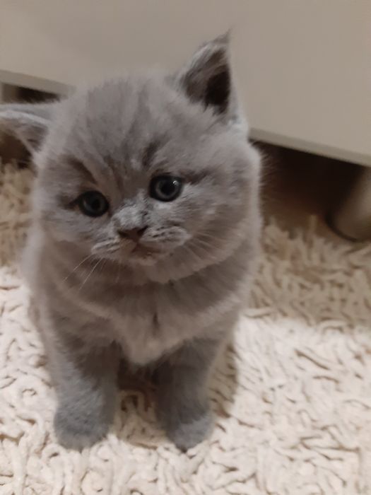 Кошенята британські