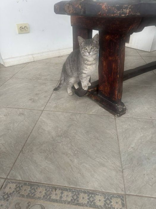 Бесплатно котетки