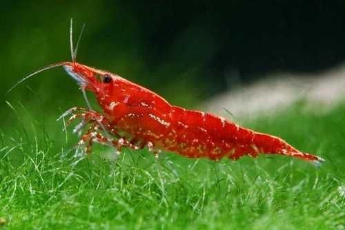 Krewetka red cherry