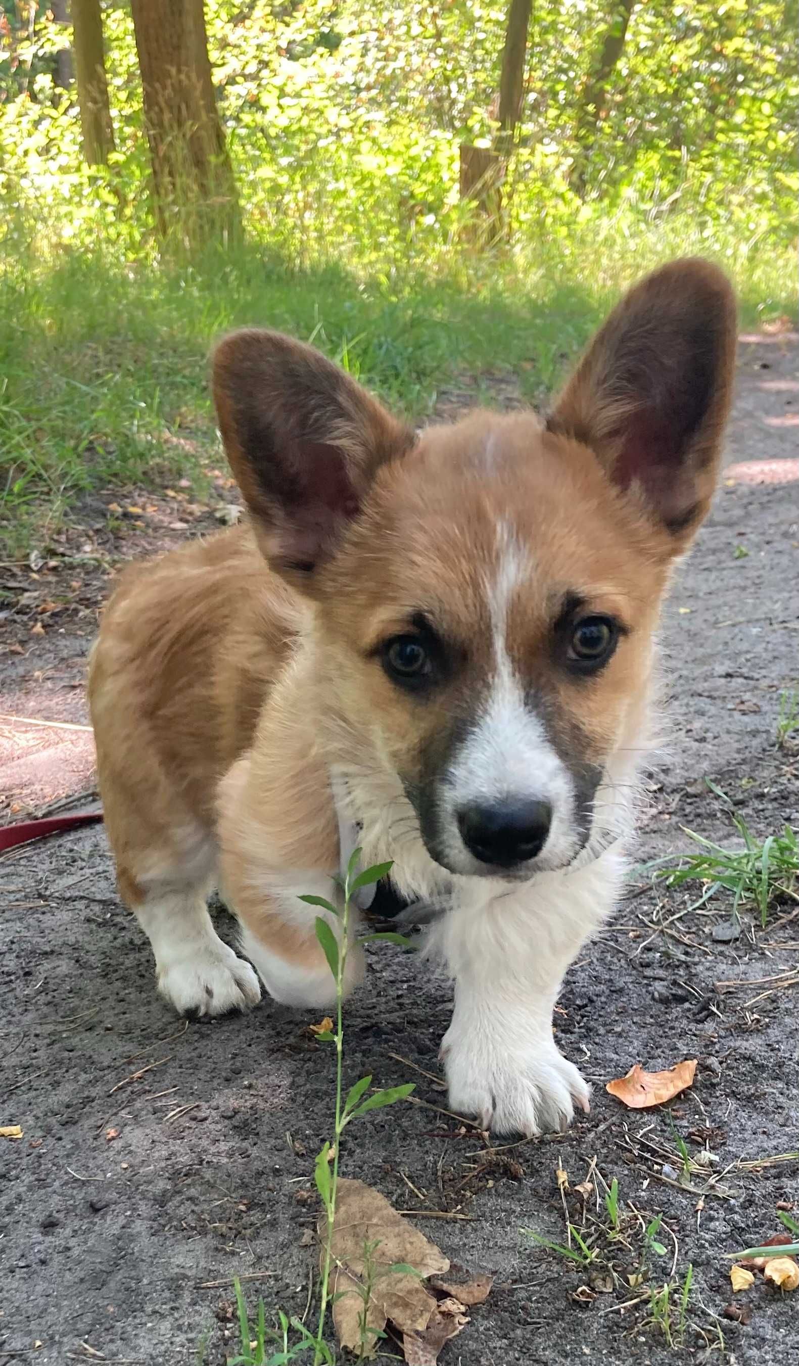 Szczeniak Welsh Corgi Pembroke FCI