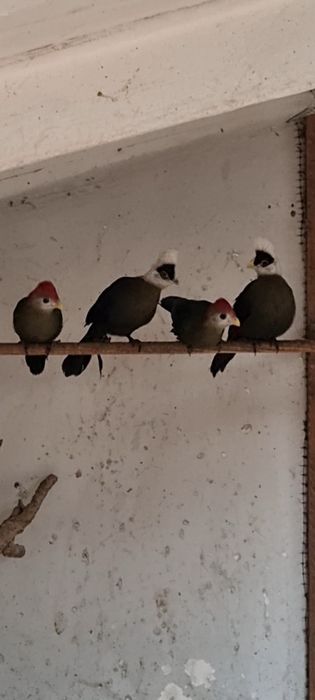 Turacos crista vermelha