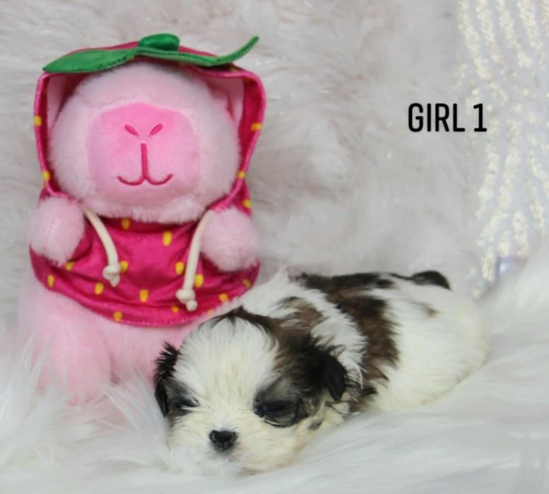 Shih - Tzu sunia Zkwp FCI