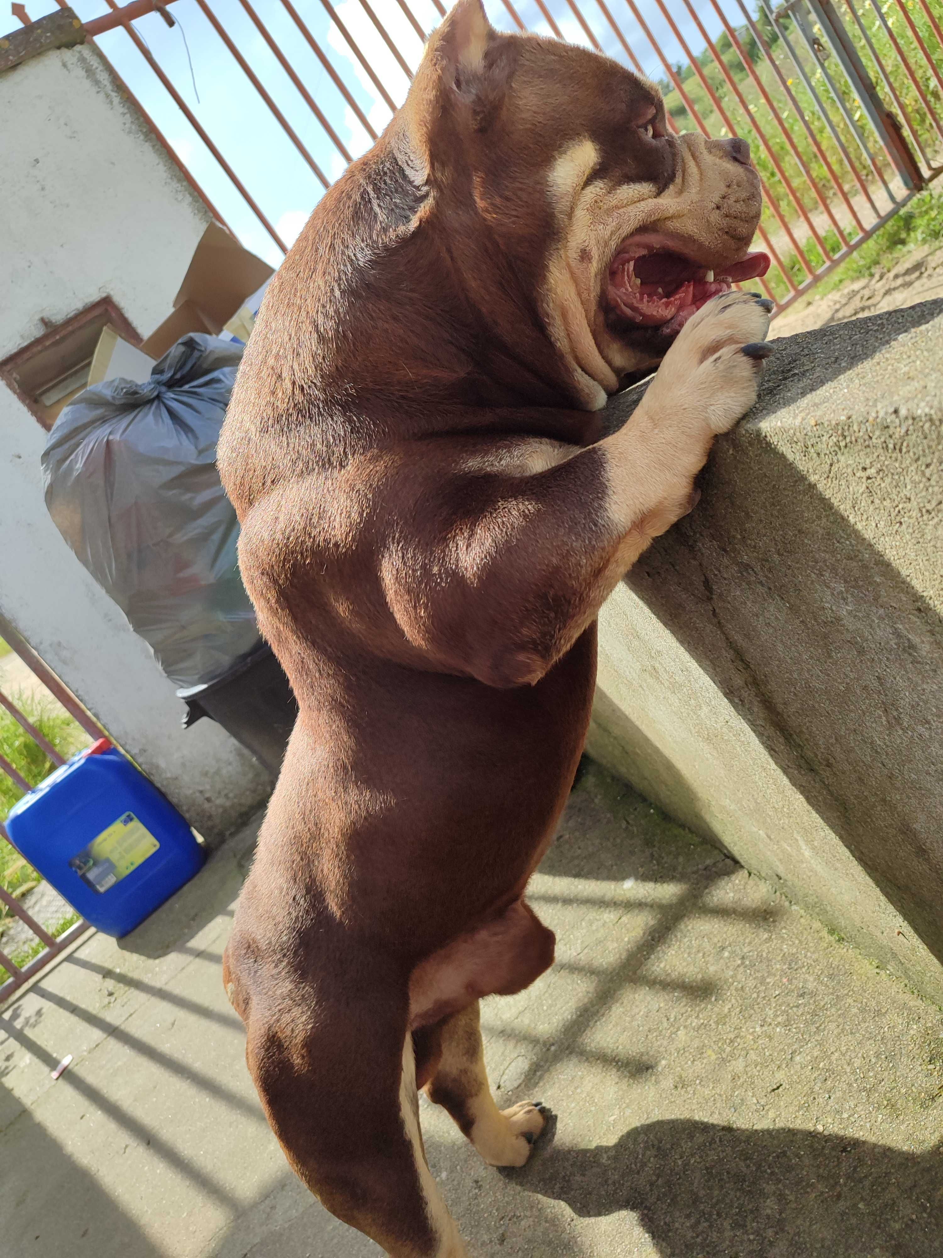 American bully acasalamento