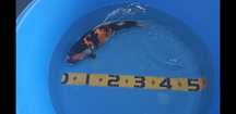 Koi Showa Doitsu