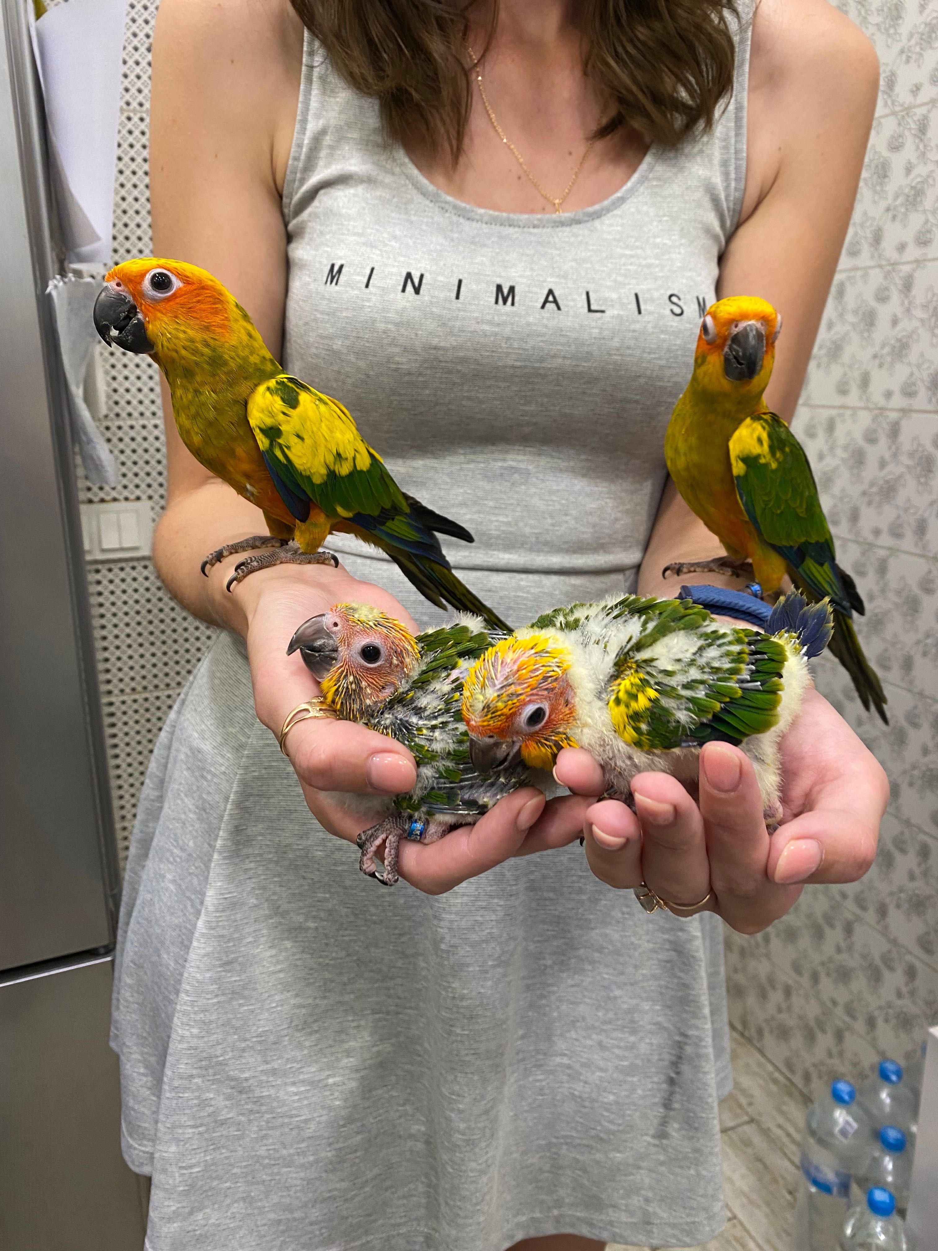 ручний говорящий папугай Аратінга сонячний - пташенята в люблячу сімю