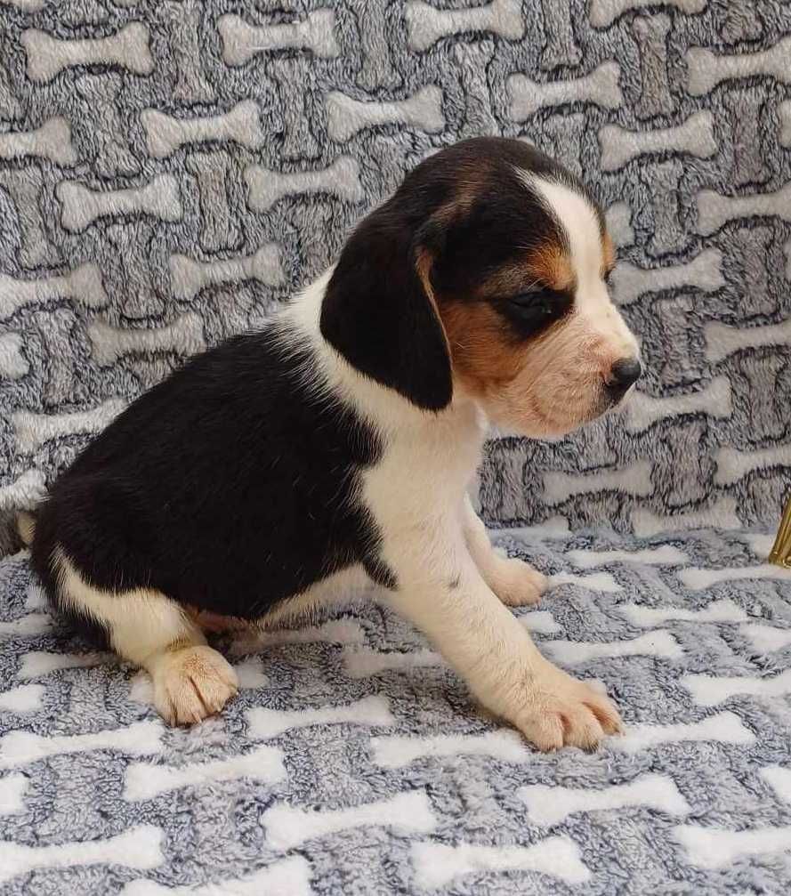 Beagle suczka 8 tygodni