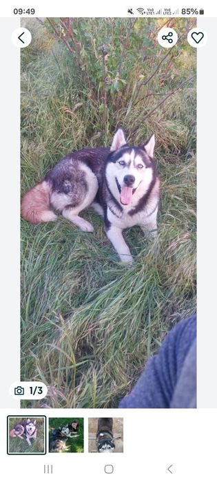 В добрі руки хаскі