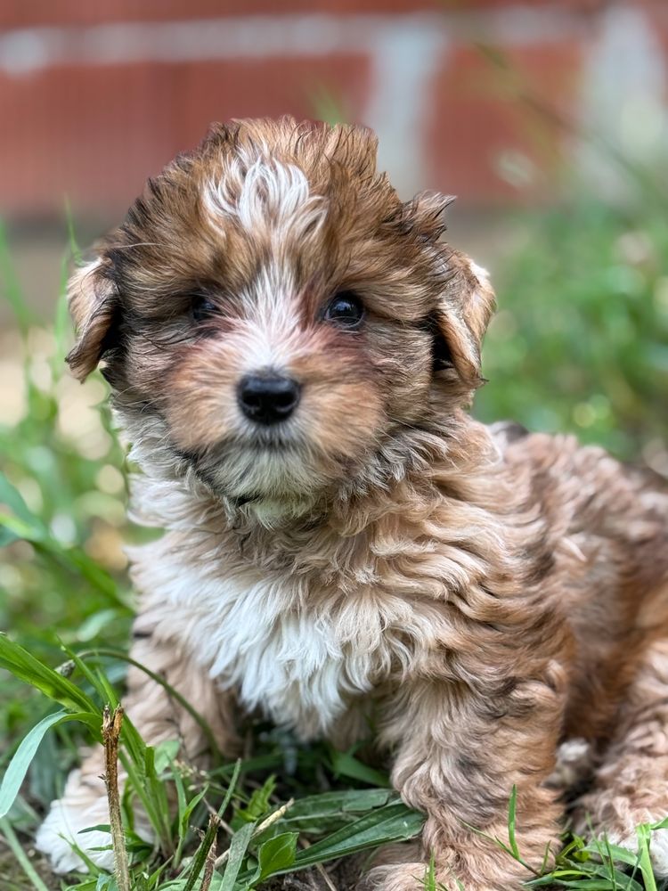 Piękny piesek Red Merle Yorkshire Terrier