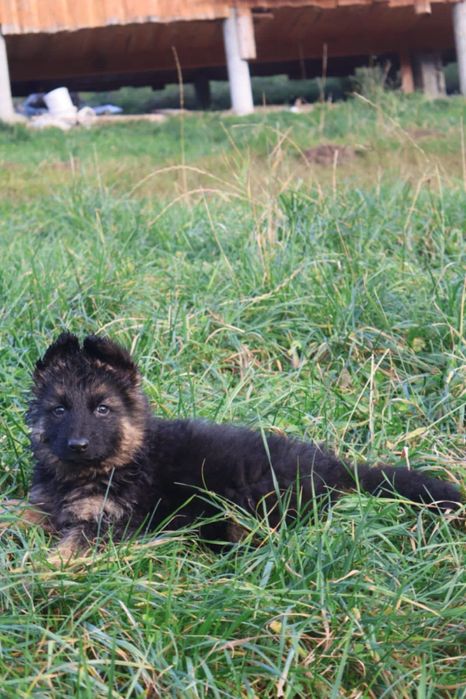 Owczarek Niemiecki Długo włosy