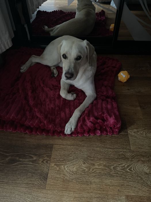 Лабрадор в добрые руки БЕСПЛАТНО