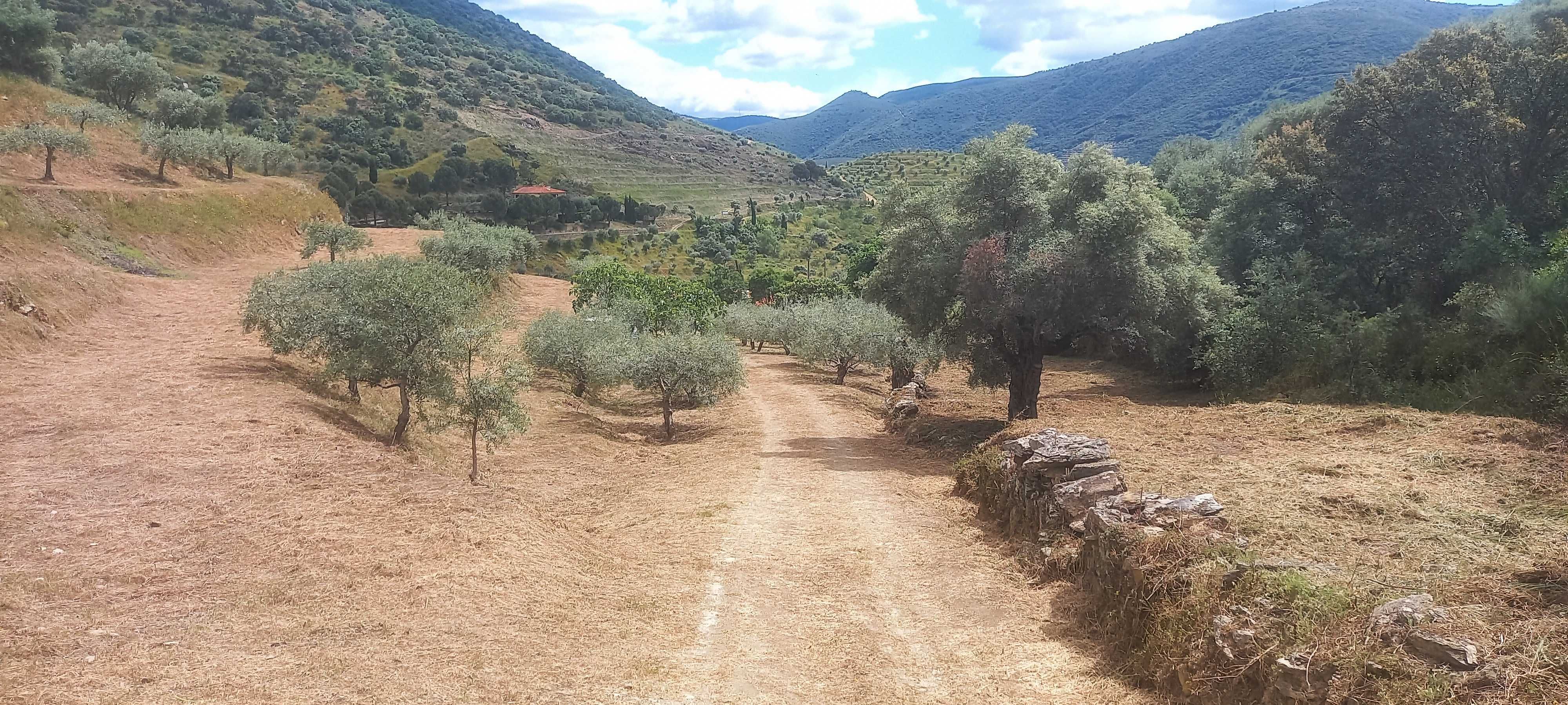 Terreno Rustico com olival em Coleja, Carrazeda de Ansiães