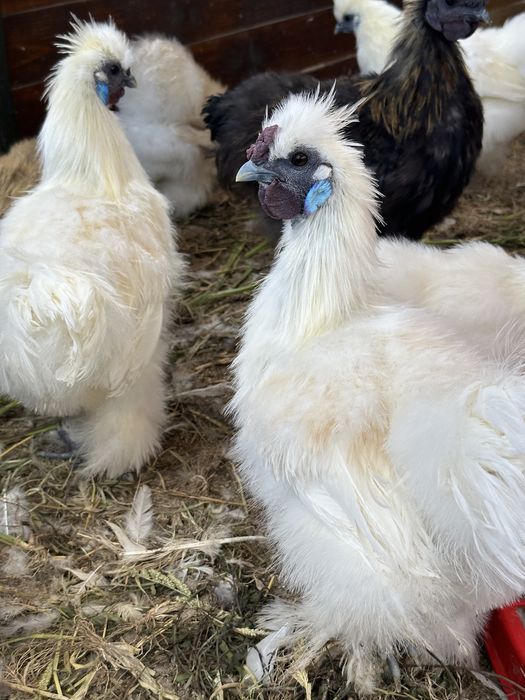 Китайські шовкові кури (пухові, декоративні) ,Silkie