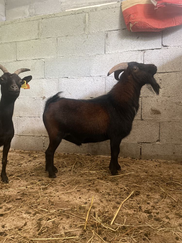 Cabrito anão macho