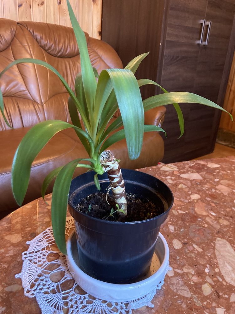 Juka, dracena, rośliny zielone, rośliny doniczkowe