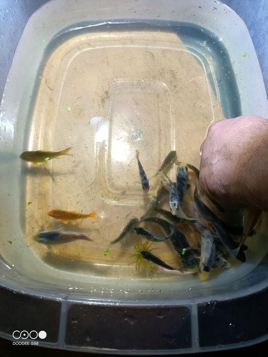 Carpas Koi variadas tamanho de 5 a 15 cm