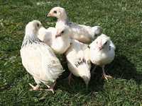 Sussex: Sprzedam czystorasowe kurczęta kury sussex