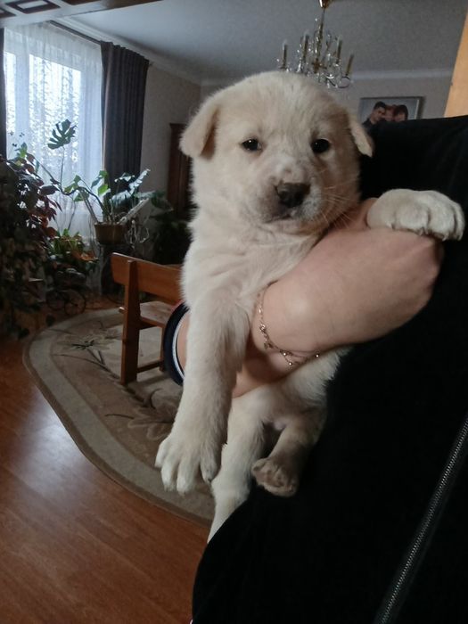 Віддам Безкоштовно в дуже добрі рукиПесиків