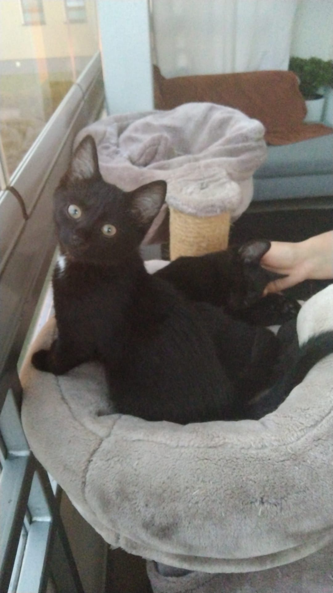 Brusia do adopcji