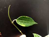 Hoja hoya macrophylla albomarginata roślina kolekcjonerska