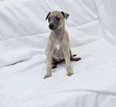 Chart angielski whippet-suczka