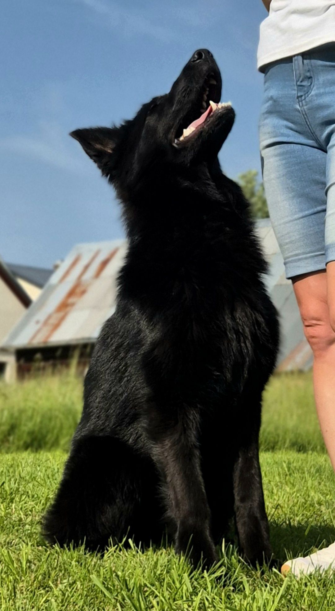 Owczarek niemiecki krótkowłosy FCI