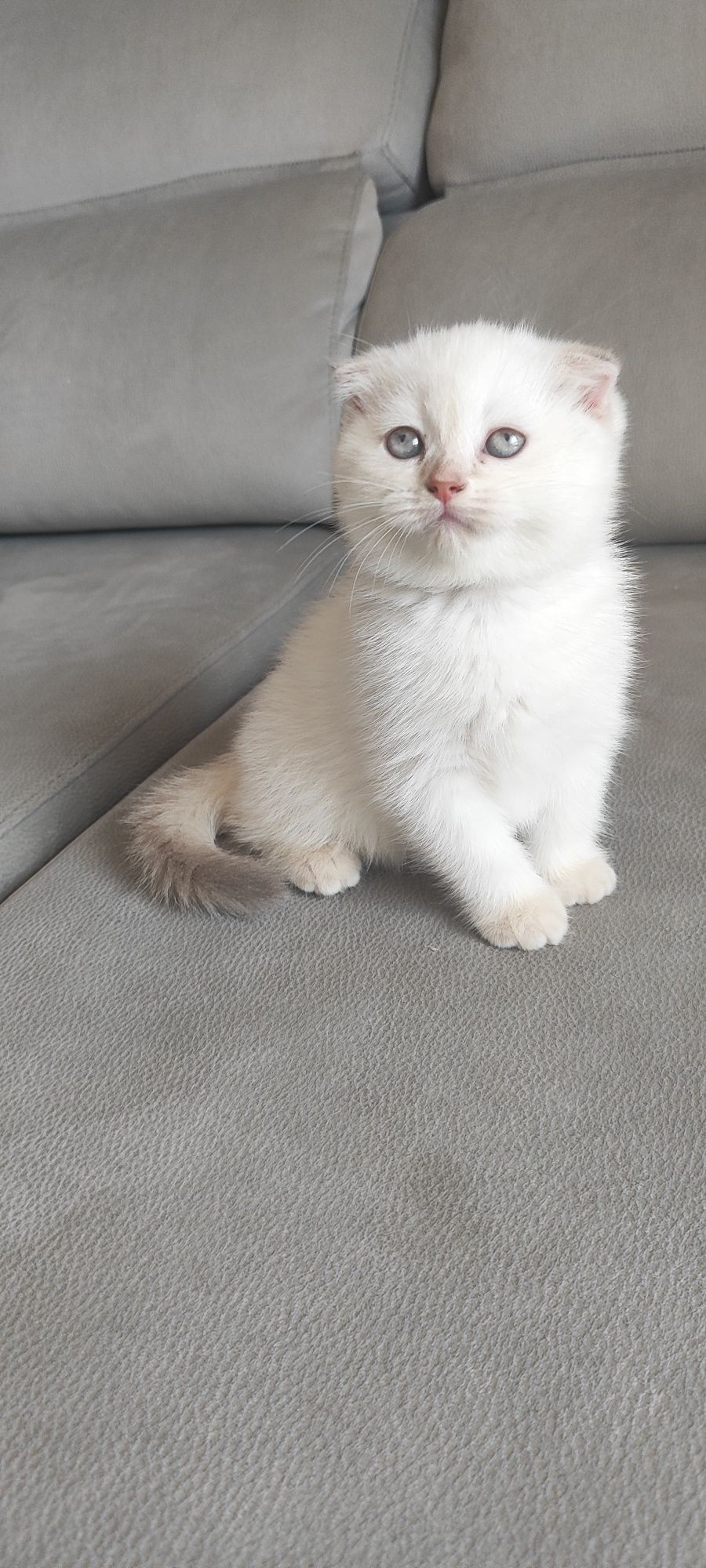 Gatinha Scottish fold