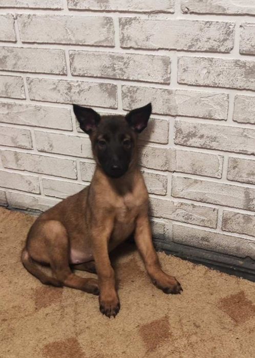 Бельгійські вівчарки