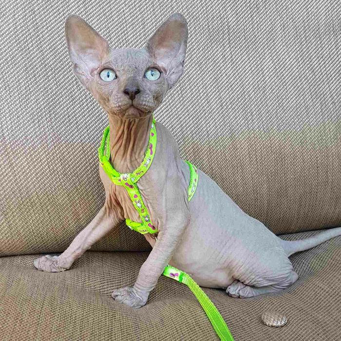 Канадский сфинк.Мальчик