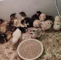 Цыплята и утята мускусные домашней инкубации