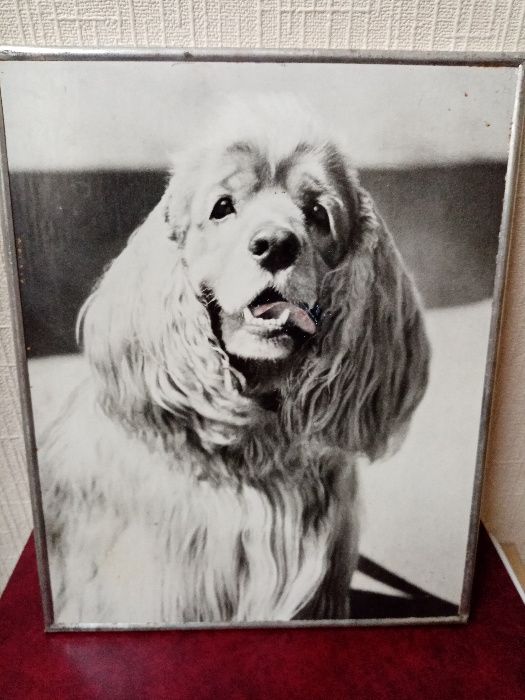 Фотокартина "Собака - позитивчик", 1983