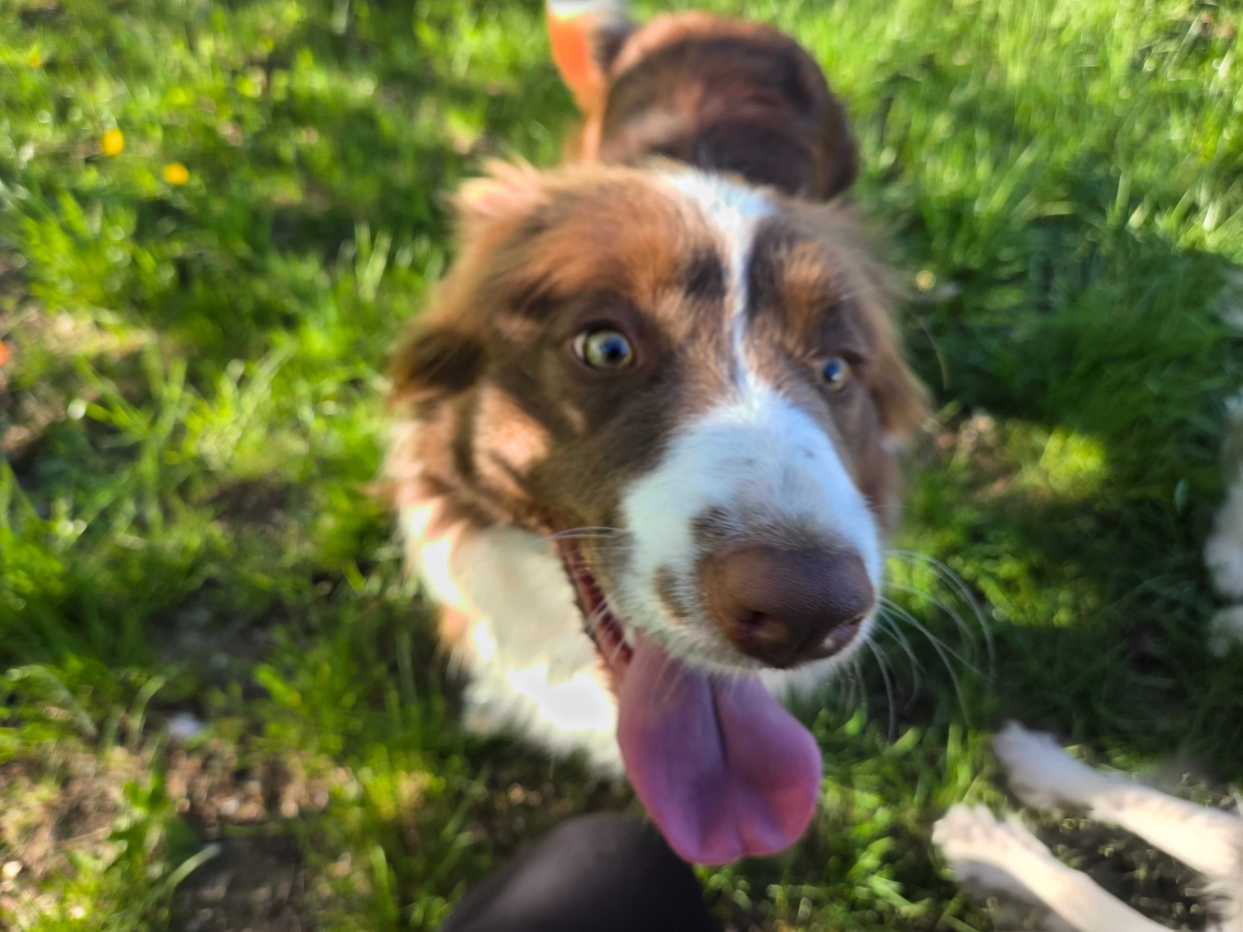 Border Collie czekoladowa
