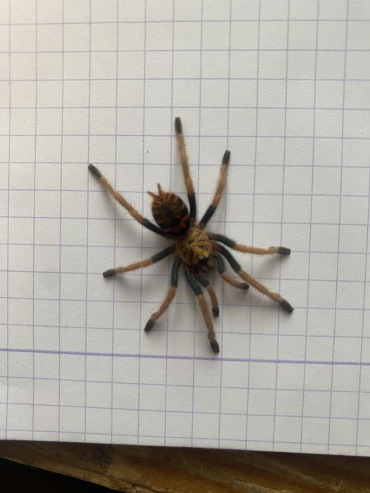 Chromatopelma cyaneopubescens 1,5DC