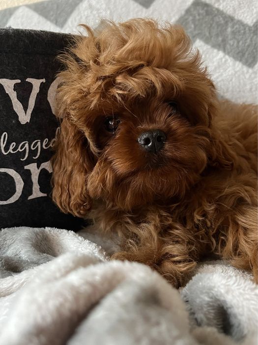 Люксовый мальчик мальтипу, Кавапу