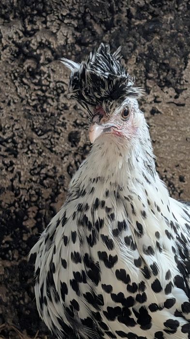 Kury Appenzeller jaja lęgowe