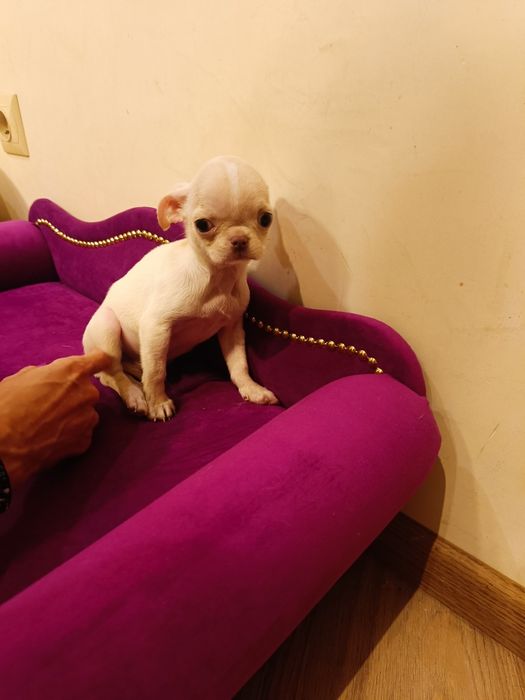 Chihuahua piękny chłopczyk gotowy do odbioru