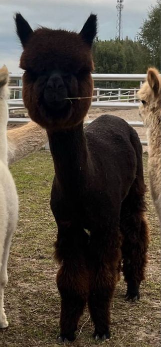 Alpaka huacaya samiczka