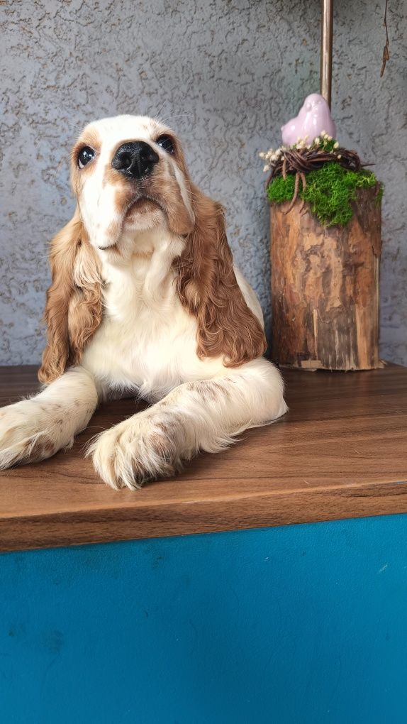 Cocker spaniel angielski