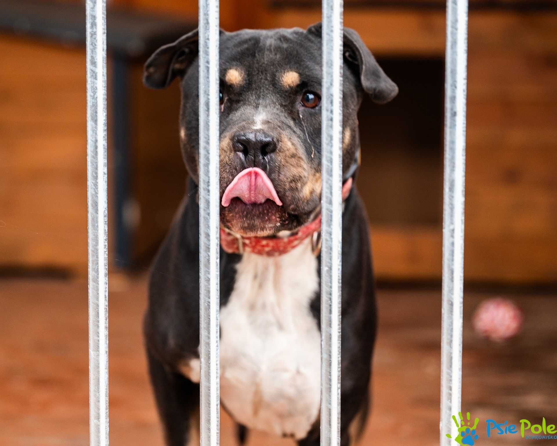 Piękny psiak ADONIS w typie Bull szuka miłego domku!