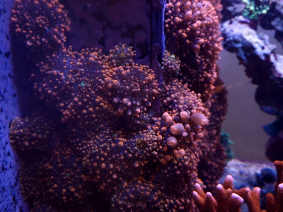 Koralowiec Ricordea yuma orange