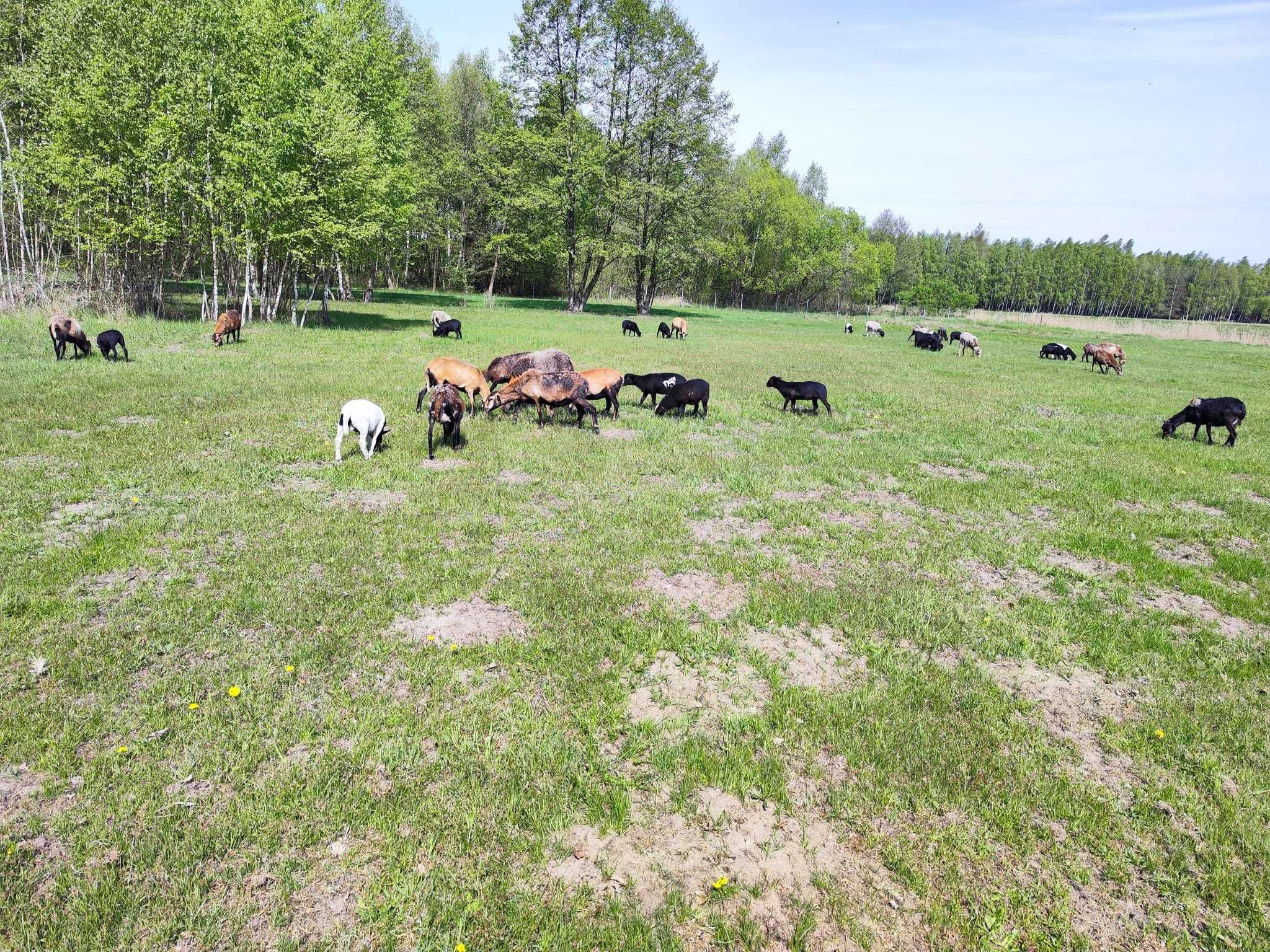 Jagnięta owieczki 4 miesięczne 50% Dorper i Kamerun- baran 100% Dorper