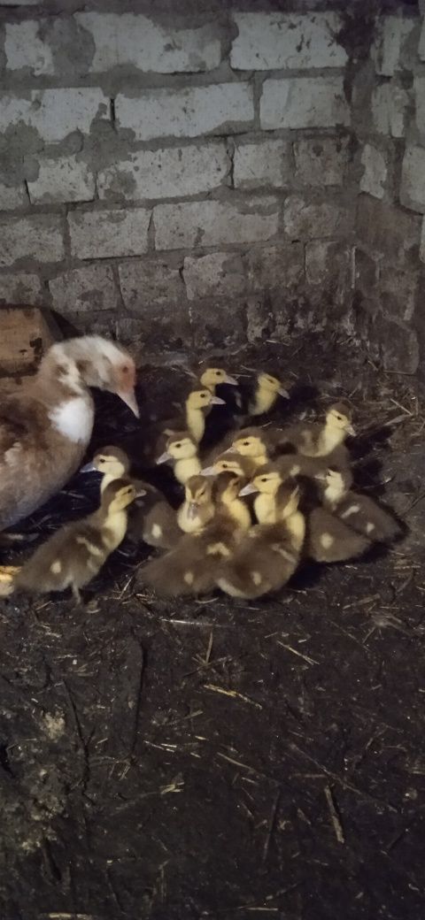Продам каченят индокачки