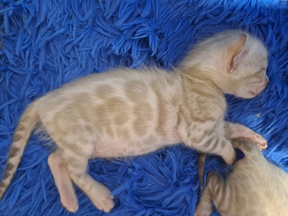 Снежные бенгальские котята кот кошка