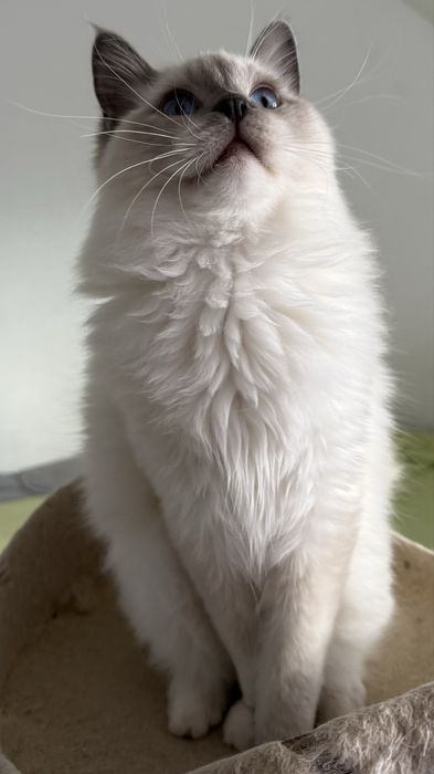 Kocurek Ragdoll blue mitted